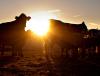 Bovine Sunset